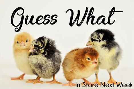 We Have Chicks