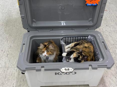Cool cats