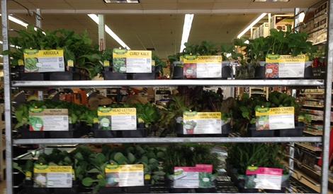 Cool Weather Plants