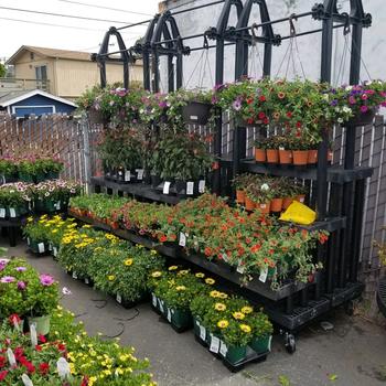 Hanging Planters