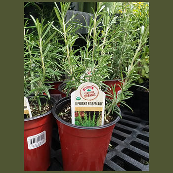 Rosemary