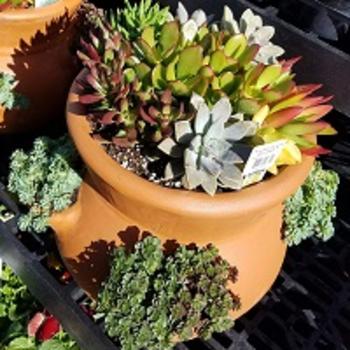 Succulents