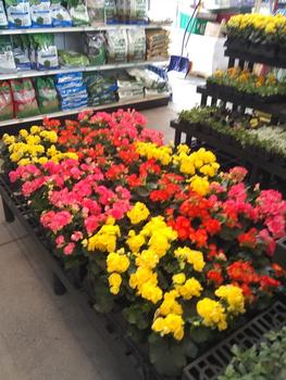 Spring Flowers