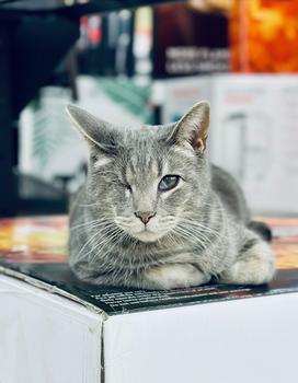 Wink