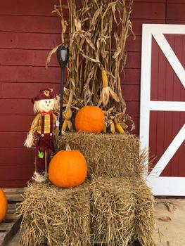 scarecrow and pumpkins