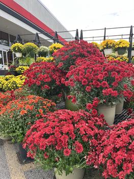 Flowers