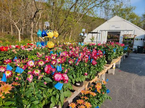 Stroll Through Spring Greenhouses