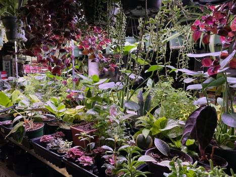 Houseplants